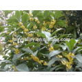 Hot Sale Yellow And Golden Sweet Osmanthus Fragrans Flower Tree Seeds For Growing